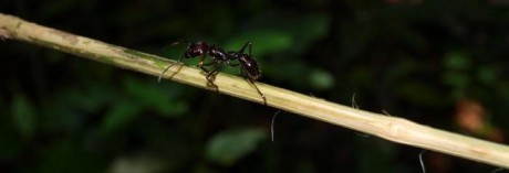 největší mravenec